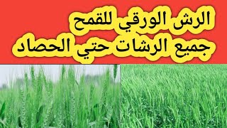 أهم رشات القمح من البداية حتي الحصاد لزيادة المحصول  ومواعيد الرش المناسبة