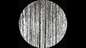 Undefined Object - Dancing Predators