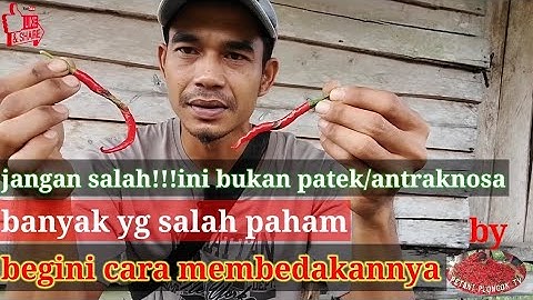 cara membedakan penyakit patek/antraknosa dan bercak bakteri pada buah cabai