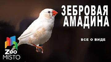 Зебровая амадина - Все о виде птицы |Вид птицы -  Зебровая амадина