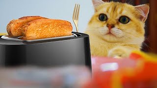 Pet Cat Cooking delicious food Part 4 | Pet Animals Funnys by Gold Miner 837 views 2 years ago 4 minutes, 34 seconds