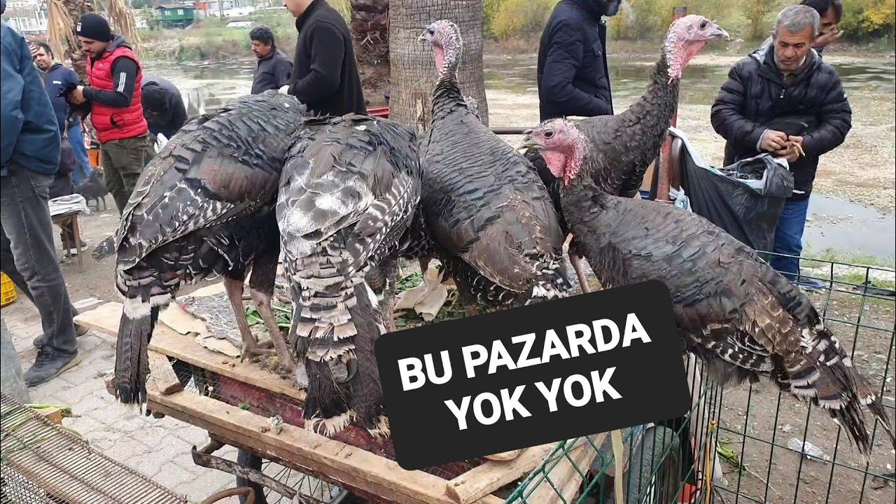 ADANA TAVUK ve KUŞ PAZARI ARALIK 2024 @Resul HOY #güvercin #tavuk #horoz
