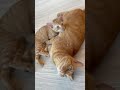 きなときこ癒し