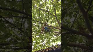 pohon kabungah😁(1)