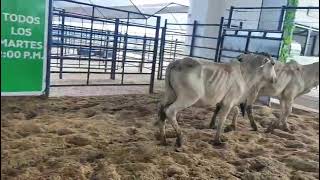 LOTE 15