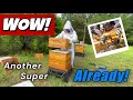 Adding My Second Honey Super #beekeeping #bee