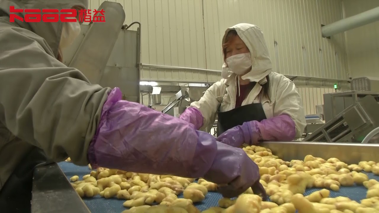 Amazing ginger production line!The life of ginger.