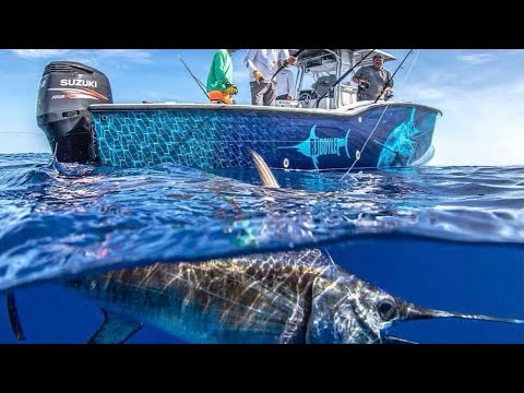 Sword-fishing with $5000 satellite Tag! {Catch Clean Cook} Gray FishTag Research Tournament