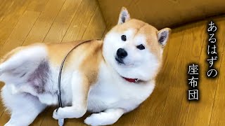 ゆっくり倒れるも好きな座布団にあと一歩届かない柴犬
