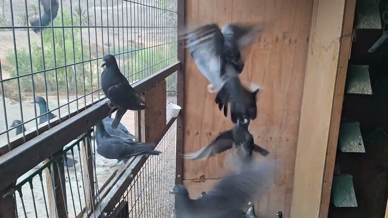 El equipo va cogiendo forma y en mitad de la muda EL CUERVO LOFT
