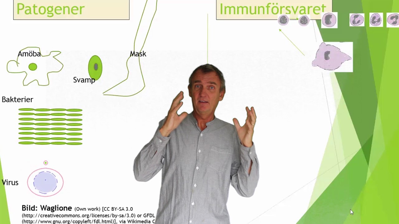 Immunförsvaret del 1 ( 7)