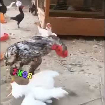 Ayam MMA tendangan tanpa bayangan