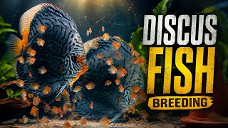 Download lagu HOW TO BREED DISCUS FISH | DISCUS FISH BREEDING | BREEDING DISCUS FISH | DISCUS BREEDING | DISCUS