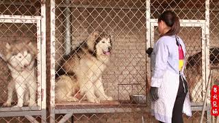 让十几条狗子同时等待养狗妹子这招技能让多少人望尘莫及