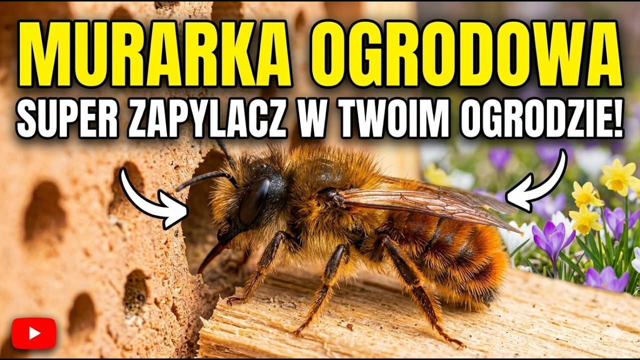 Murarka  Ogrodowa