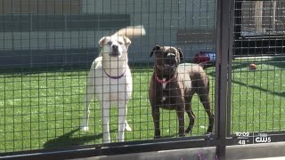 Many animals up for adoption at San Luis Obispo Co. Animal Services