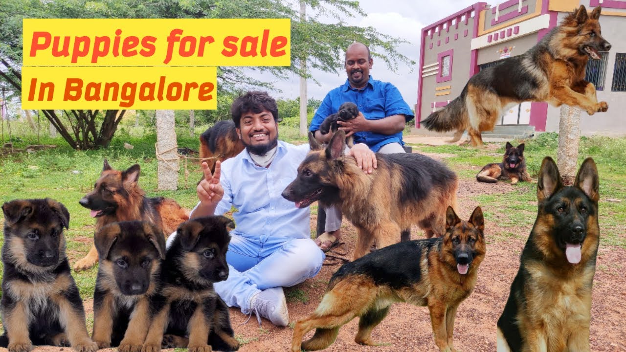 Puppies for sale in Bengaluru Wholesale Puppy market in Bangalore German shepherd Kannada