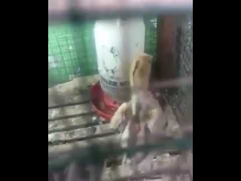 goat yoga 12 days old Rooster saying adhan ( choozey ki azzan )