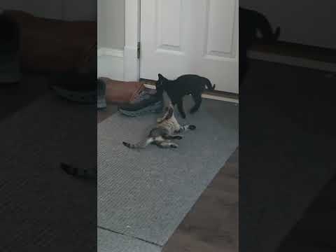 These kittens are so wild