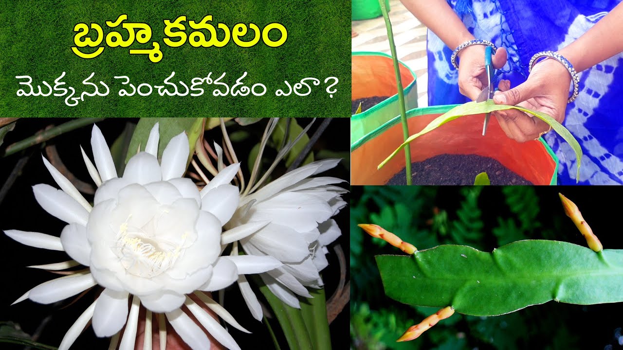 బ్రహ్మకమలం మొక్కను పెంచుకోవడం ఎలా? 🌱🍃🎋| How to grow Brahma Kamal plant