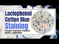 Lactophenol Cotton Blue Staining | Principle, Preparation, Procedure &amp; Fungal Identification