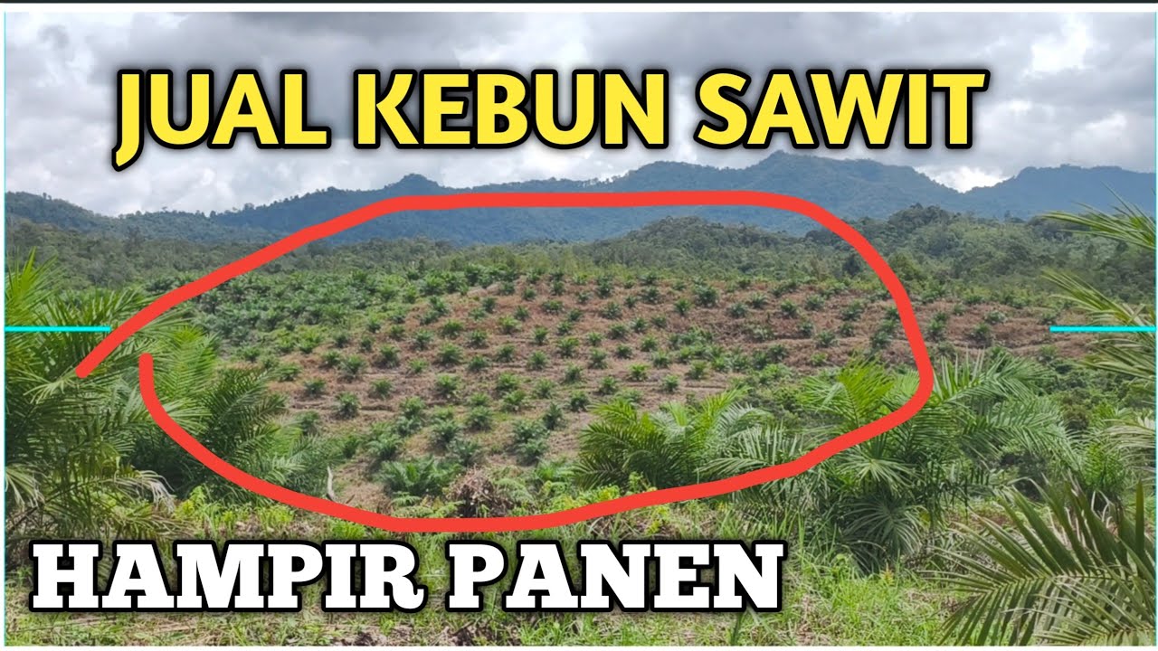 SAYANG KEBUN BAGUS‼️ MAU DIJUAL