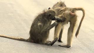 Baboons in Kruger National Park cleaning each other