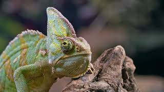 A Chameleon Resting On A Piece Of Wood by  CUTE ANIMALS TV 239 views 2 years ago 23 seconds