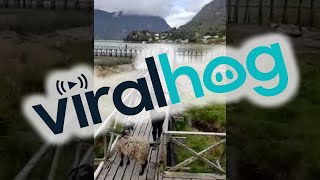 Goat Won't Let Woman Pass || ViralHog