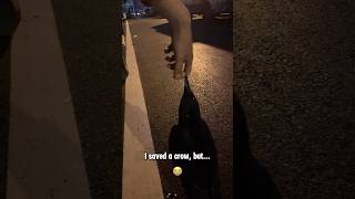 Would you like to have a cute, smart crow? #funny #crow #cute #foryou #animals