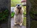 Little woodchuck, big vibes 🐾 #Woodchuck #Wildlife #CuteAnimals
