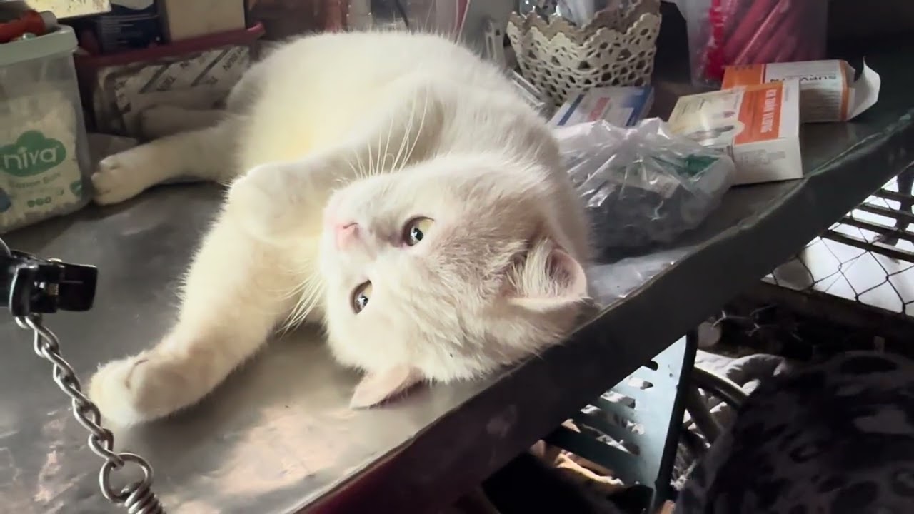 Bánh Bao nhớ mẹ 