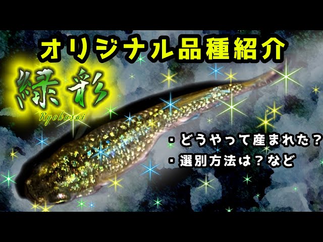 高級メダカ】オリジナル品種の詳細紹介 第二弾 ~ 緑彩 ~ - YouTube 高級メダカ】オリジナル品種の詳細紹介 第二弾 ~ 緑彩 ~ - YouTube