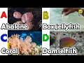 ABC phonics animals | ABC Sea Animals song | English and Animals for Kids | Alphabets Kids Song