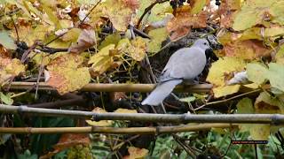 Горлицы поедающие виноград Изабелла. Крым. Streptopelia eating grapes Isabella. Crimea