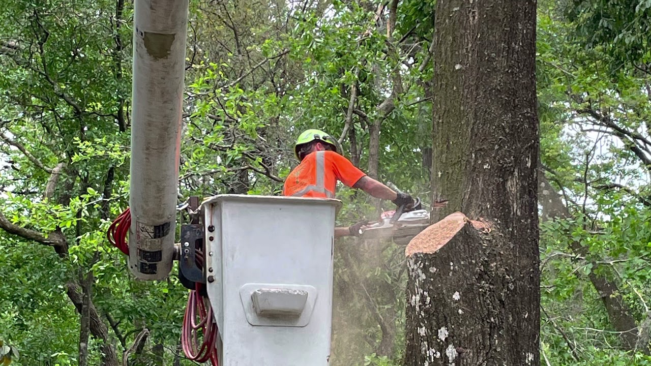 TREE WORK WITH A BUCKET TRUCK TREE SERVICE COMMERCIAL - YouTube