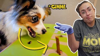 A fun way to play & tire a puppy (A tired dog is a good dog) by Lost Down Yonder 1,038 views 10 months ago 7 minutes, 3 seconds