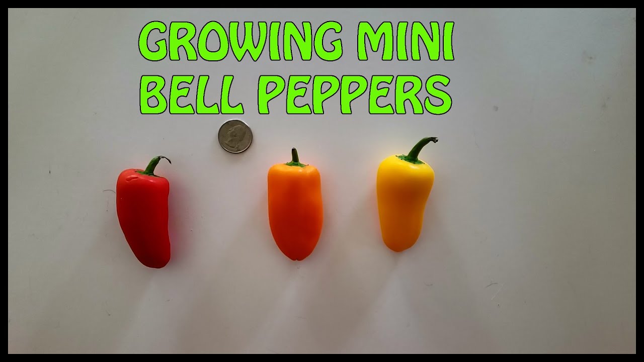 Growing Mini Bell Peppers........Seeds