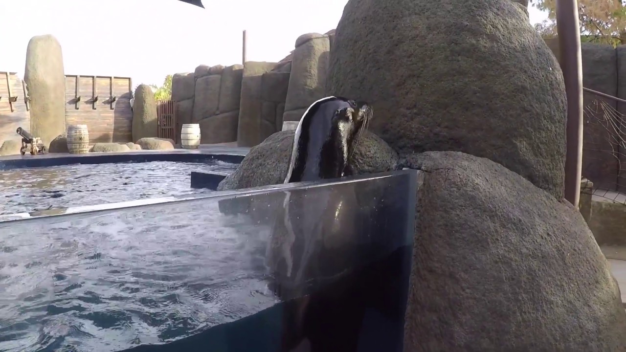 sea lions in spanish SEA LION EXHIBIT REPAIRS at WILDLIFE WORLD ZOO, AQUARIUM & SAFARI PARK