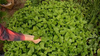 How To Grow Different Varieties Of Mint？薄荷泛滥 | 常见薄荷图鉴 薄荷创意美食