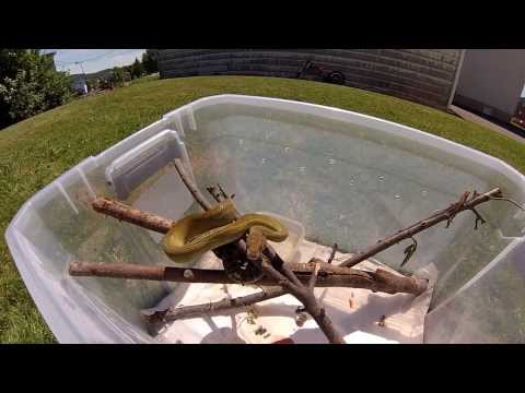 Moluccan python / Morelia clastolepis