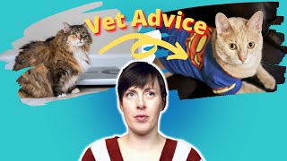 9 EASY Tips to Help Your Cat ACTUALLY Lose Weight and AVOID Being Obese | VET ADVICE