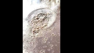 Timefold Stones Throw