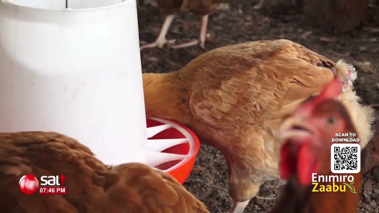 Okulunda enkoko ekika kya Saso | Ennimiro Zzaabu