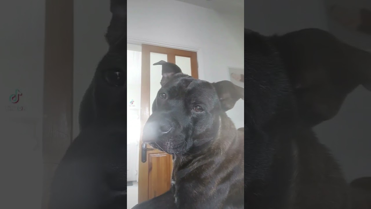 play this sounds to your dog and see the reaction 😅 