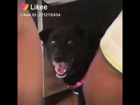 ياعيني الكلب اغمن عليه انصدم هههه