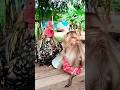 Wow Great Video Of CUTE Sokhaa And Fun ADORABLE Animal WILL MAKE YOU SMILE Short Wow Great Video Of CUTE Sokhaa And Fun ADORABLE Animal WILL MAKE YOU SMILE Short