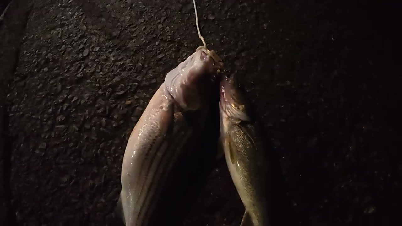 PRIMERA PESCA DE STRIPER DEL 2026 