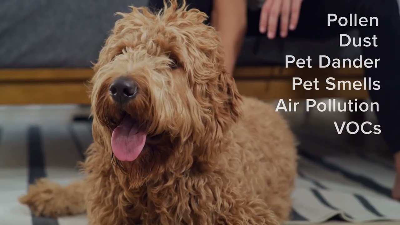 Air Purifier for Home Allergies Pets Hair and Cool Mist Humidifier Product Links in Description