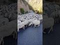 Albinia 🇦🇱  Sheep